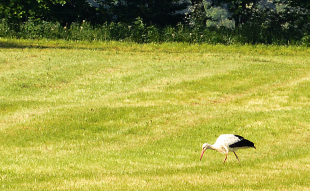 Storken sigtet ved Mølby sondag morgen