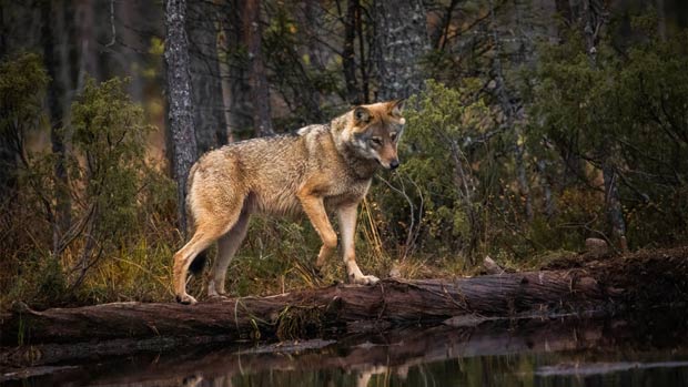 Bestanden af ulve er markant større i mange af vores nabolande. Her ses en ulv i på grænsen mellem Finland og Rusland.