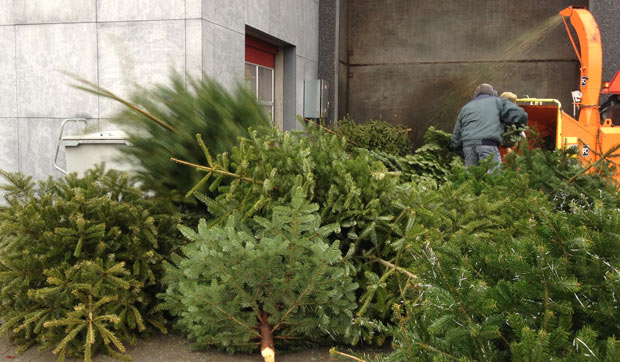 Juletræerne bliver til flis på varmeværket (Foto fra 2013)