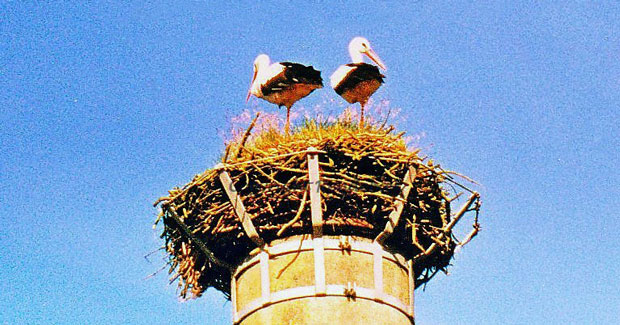 Storken på reden ved foderstoffen i Ansager den 10. juli 1999