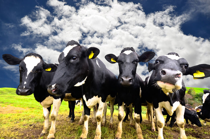 Звуки стадо коров. Корова черно белая. New Zealand Cow. Корова на желтом фоне. Фото две черной и белой коровы.