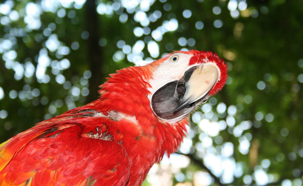 Forvirret rød papegøje