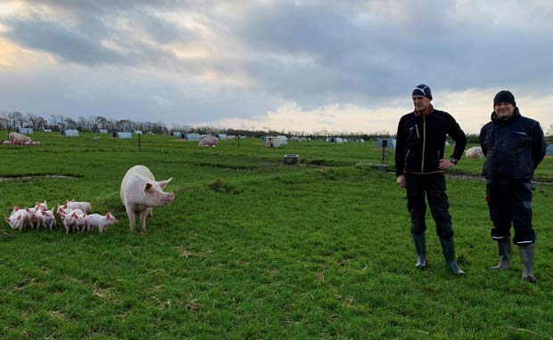 Mogens Vinther Andersen (tv) og Niels Thing (th) sørger hele tiden for, at grisene har det tørt trods store regnmængder.