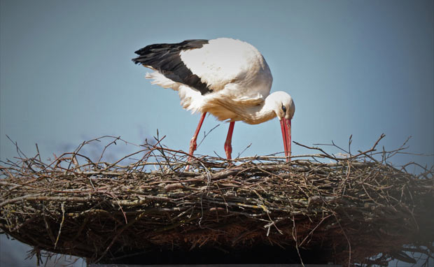 Stork på besøg i Ansager 22. april 2022