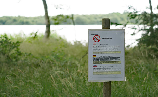 Rundt om Kvie Sø står skilte, der fraråder at bade i søen pga høje målinger af tarmbakterier