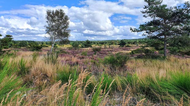 Sensommer ved Ansager med blomstrende lyng på hederne