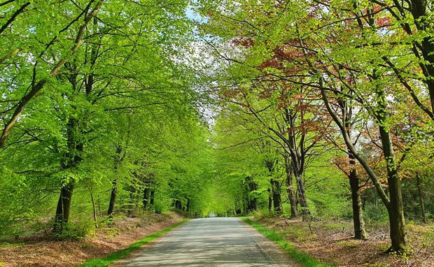 Nyudspungne bøgetræer på vejen til Starup. Et smukt syn der gentager sig hvert forår.